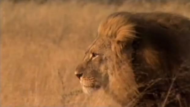 Documentary Voiceover for Lions Behaving Badly